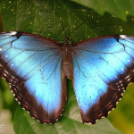 female blue morpho butterfly pic 1 , Female Blue Morpho Butterfly Pictures In Butterfly Category
