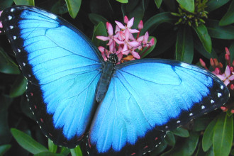 Female Blue Morpho Butterfly Pic 5 , Female Blue Morpho Butterfly Pictures In Butterfly Category