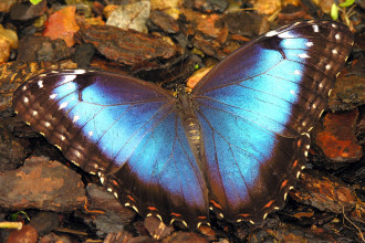 Female Blue Morpho Butterfly Pic 6 , Female Blue Morpho Butterfly Pictures In Butterfly Category