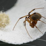 female brown widow spider with egg , 9 Brown Spider Egg Photos In Spider Category