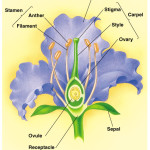 flower structure , 7 Flower Structure In Plants Category