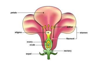 flower structure diagram in Plants