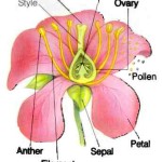 flower structure worksheet , 7 Flower Structure In Plants Category