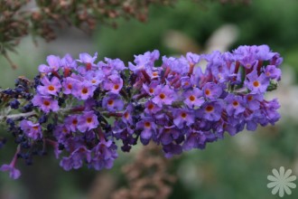 Flowering Bush Plants , 6 Empire Blue Butterfly Bush Pictures In Plants Category