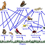 temperate rainforest food chain , 7 Diagrams Of Rainforest Animals Food Chain In Animal Category