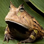 frog on the rainforest , 6 Tropical Rainforest Animal Facts In Animal Category