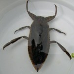 giant water bug , 7 Water Bug Beetle In Beetles Category