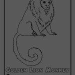 golden lion monkey coloring pages , 7 Rainforest Animals Coloring Pages In Animal Category