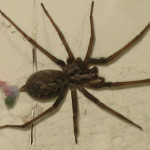 house spider , 10 Brown House Spider In Spider Category
