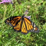 how monarch butterflies eat , 7 What Does Monarch Butterfly Eat In Butterfly Category