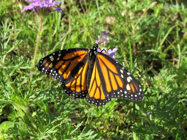 Butterfly , 7 What Does Monarch Butterfly Eat : How Monarch Butterflies Eat