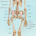 human anatomy skeleton , 6 Human Anatomy Skeleton Pictures In Skeleton Category