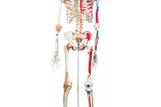 Human Anatomy Skeleton Model , 6 Human Anatomy Skeleton Pictures In Skeleton Category