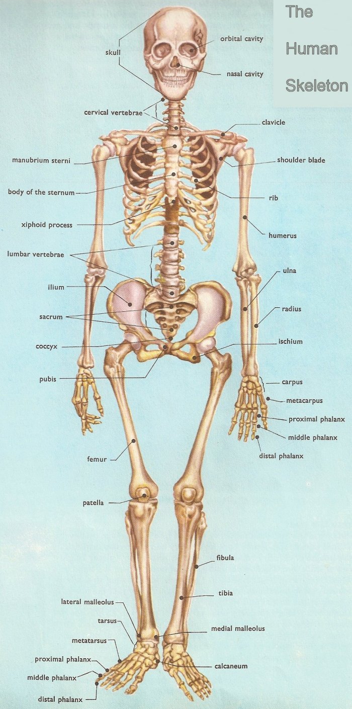human anatomy skeleton