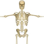 human skeleton 3d pictures , 3 Human Skeleton 3d In Skeleton Category