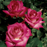 hybrid tea modern roses , 7 Modern Hybrid Tea Roses Photos In Plants Category
