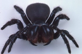 Red Headed Mouse Spider , 5 Mouse Spider Facts In Spider Category