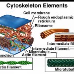 ... animal cell http alexandredossantosantunes com up cytoskeleton animal , 3 Cytoskeleton In Animal Cell In Cell Category