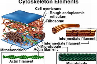 ... Animal Cell Http Alexandredossantosantunes Com Up Cytoskeleton Animal , 3 Cytoskeleton In Animal Cell In Cell Category