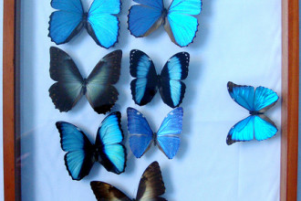 Insectarium Of Blue Morpho Butterfly , 7 Blue Morpho Butterfly Specimen In Butterfly Category