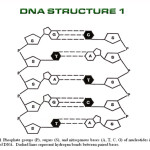 introduction dna structure dna , 5 Dna Structure Worksheet In Cell Category