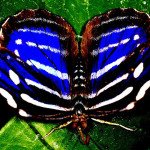 iridescent blue butterfly photos , 6 Iridescent Blue Butterfly Photos In Butterfly Category