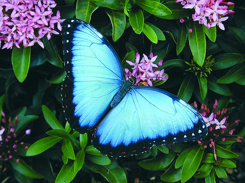 Butterfly , 6 Iridescent Blue Butterfly Photos : Iridescent Blue Morpho Butterfly