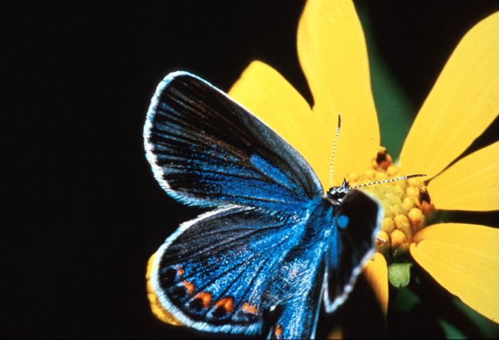 Butterfly , 5 Karner Blue Butterfly Facts : Karner Blue Butterfly Facts Pic 3