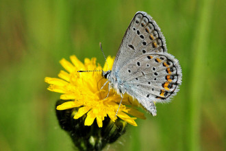 Karner Blue Butterfly Facts Pic 4 , 5 Karner Blue Butterfly Facts In Butterfly Category