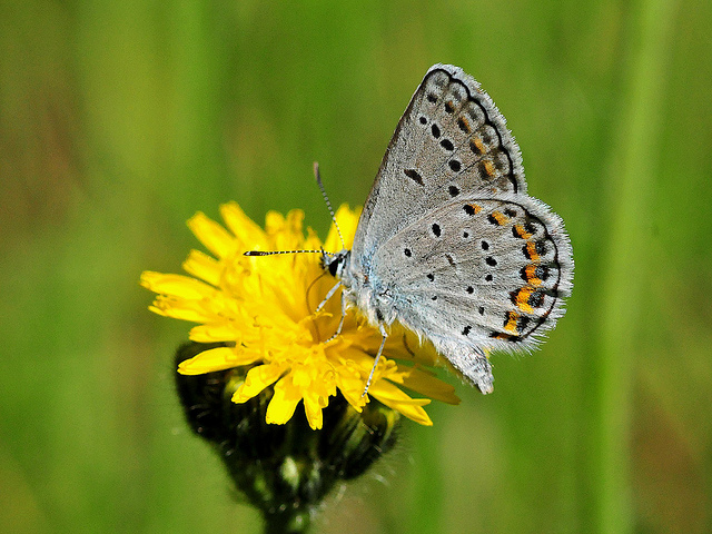 Butterfly , 5 Karner Blue Butterfly Facts : Karner Blue Butterfly Facts Pic 4