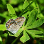 karner blue butterfly facts pic 5 , 5 Karner Blue Butterfly Facts In Butterfly Category