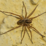 large spider florida , 6 Brown Spider Florida In Spider Category
