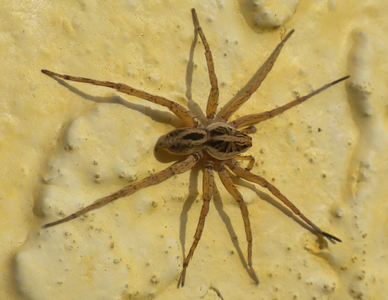 Spider , 6 Brown Spider Florida : Large Spider Florida