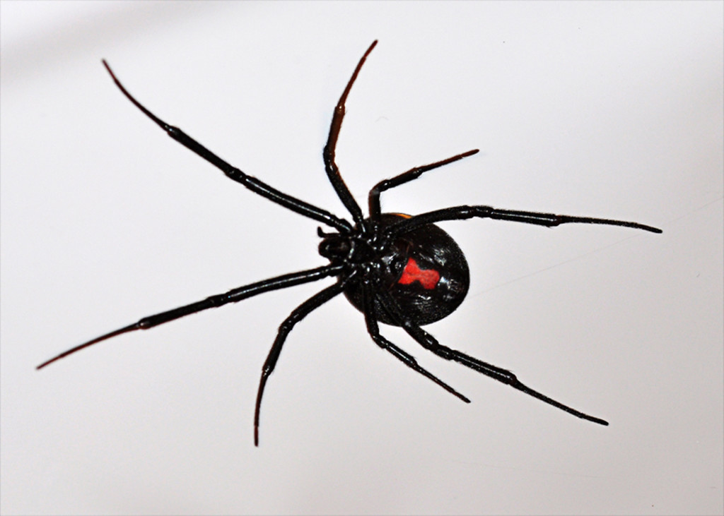 latrodectus hesperus western black widow spider : Biological Science ...