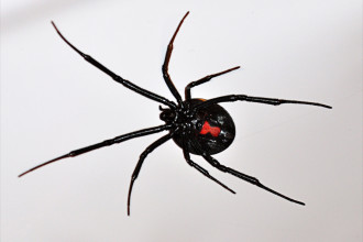 latrodectus hesperus western black widow spider in Birds