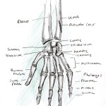 learning a human skeleton hand , 4 Human Skeleton Hand Diagrams In Skeleton Category