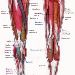 leg muscles , 7 Pictures Muscles Back Of Thigh In Muscles Category