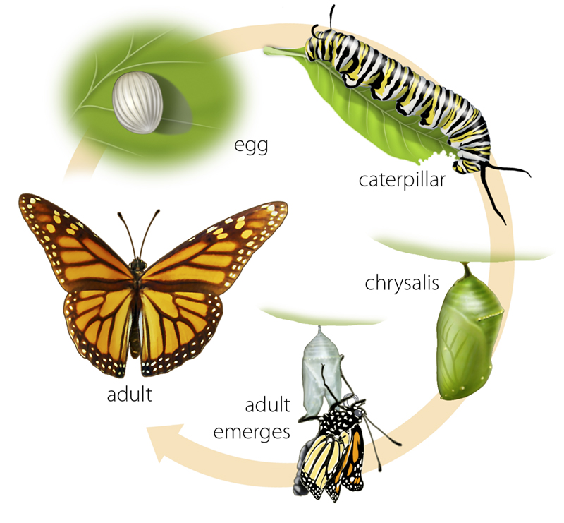 life cycle of a monarch butterfly Biological Science Picture Directory - Pu...