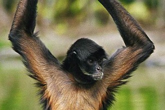 Light Brown Spider Monkey , 7 Brown Spider Monkey In Animal Category