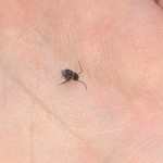 little black bug , 6 Small Black Beetle Like Bug In Beetles Category