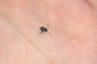 Little Black Bug , 6 Small Black Beetle Like Bug In Beetles Category