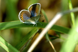 Little Karner Blue Butterfly , 6 Blue Karner Butterfly Pictures In Butterfly Category