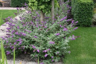 Lo And Behold Blue Chip Dwarf Butterfly Bush , 6 Lo And Behold Blue Chip Butterfly Bush In Plants Category