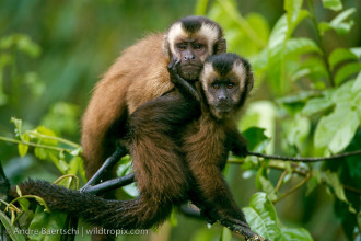 Lowland Tropical Rainforest , 7 Pictures Of Tropical Rainforest Primates In Primates Category