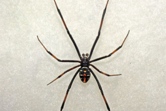 male black widow spider pic 1 in Butterfly