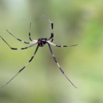 male black widow spider pic 3 , 6 Male Black Widow Spider Pictures In Spider Category