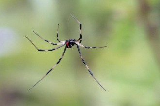Male Black Widow Spider Pic 3 , 6 Male Black Widow Spider Pictures In Spider Category