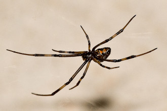 Male Black Widow Spider Pic 4 , 6 Male Black Widow Spider Pictures In Spider Category