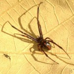 male black widow spider pic 6 , 6 Male Black Widow Spider Pictures In Spider Category