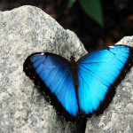 male blue morpho butterfly pic 1 , 7 Male Blue Morpho Butterfly Pictures In Butterfly Category